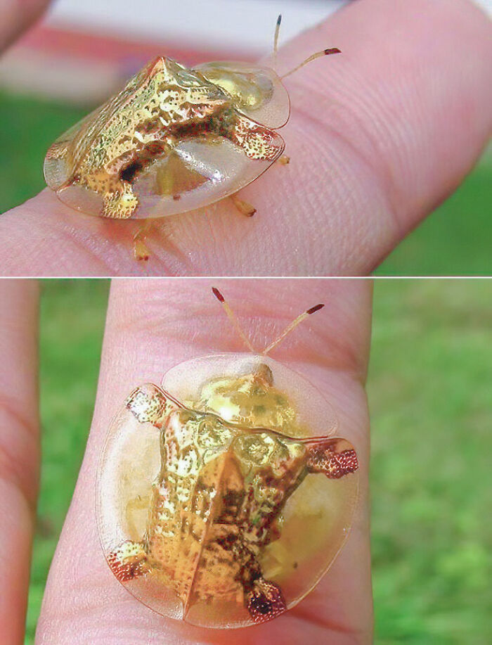 El impresionante escarabajo tortuga de oro. También conocido como Charidotella sexpunctata, forma parte de la familia de los escarabajos de la hoja, Chrysomelidae, y es nativo de América