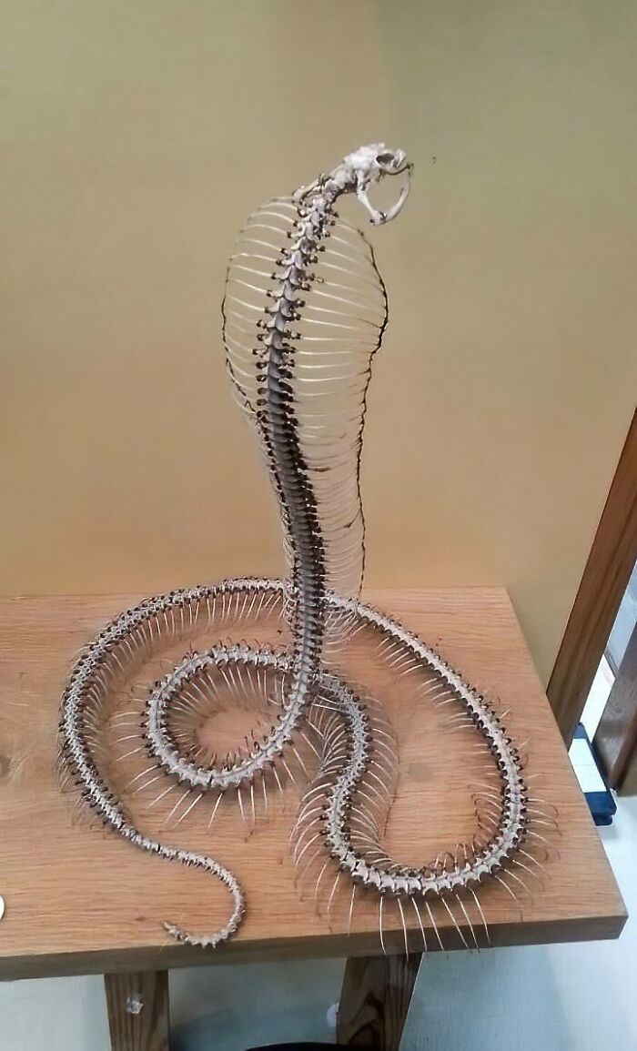 Reconstructed Cobra Skeleton