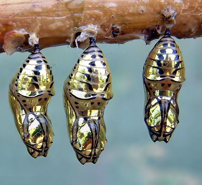La crisálida metálica de la mariposa Mechanitis de Costa Rica