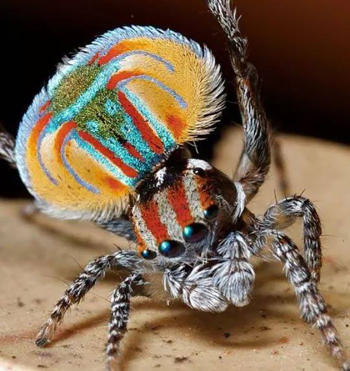 Así es como se ve una araña pavo real