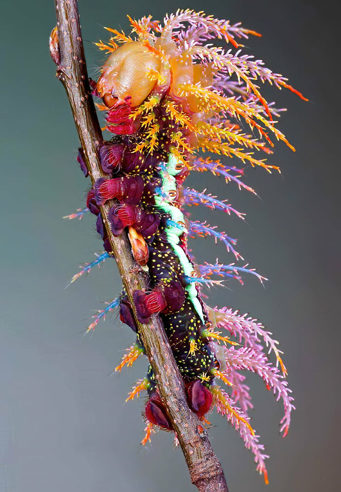 This Creature Is A Saturniidae Moth Caterpillar