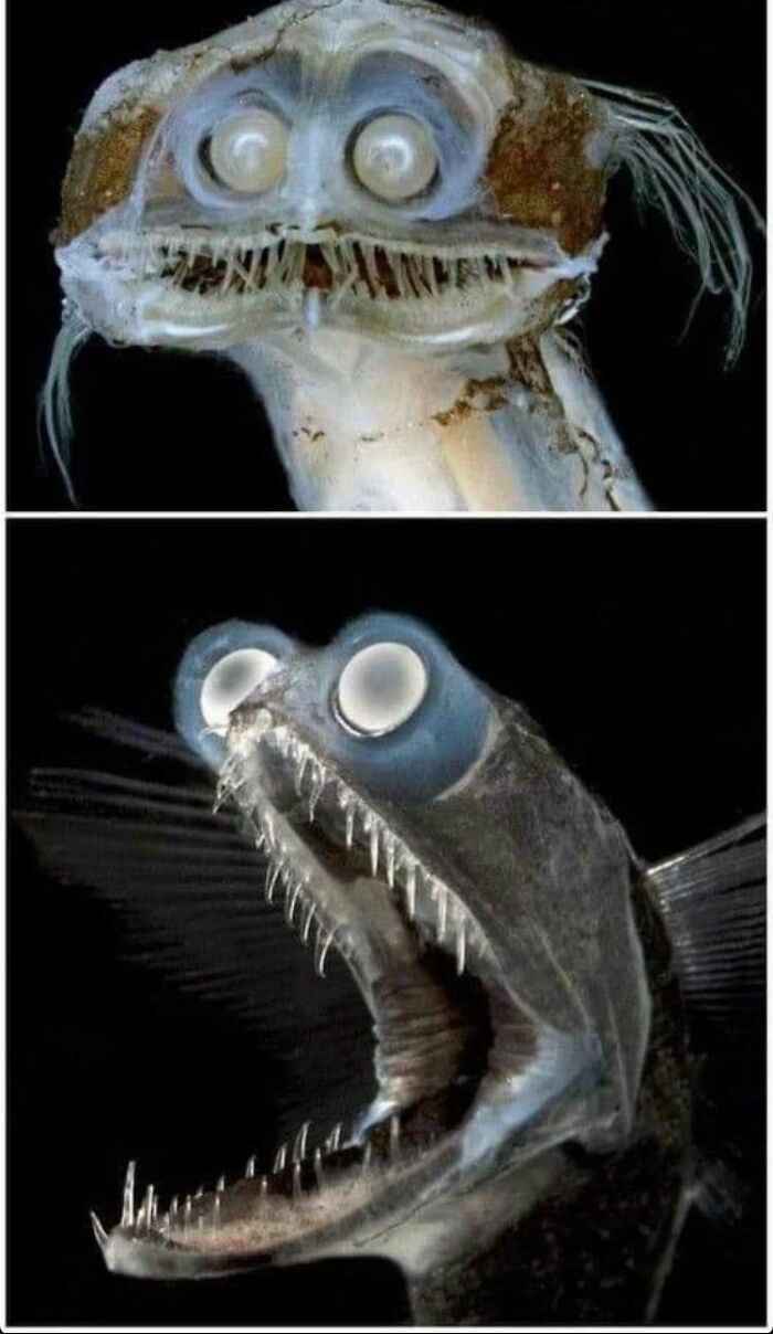 Below Is The Telescope Fish, A Deep Sea Fish Found In Cold Tropical Waters Worldwide. It Is Capable Of Devouring Prey Larger Than Itself