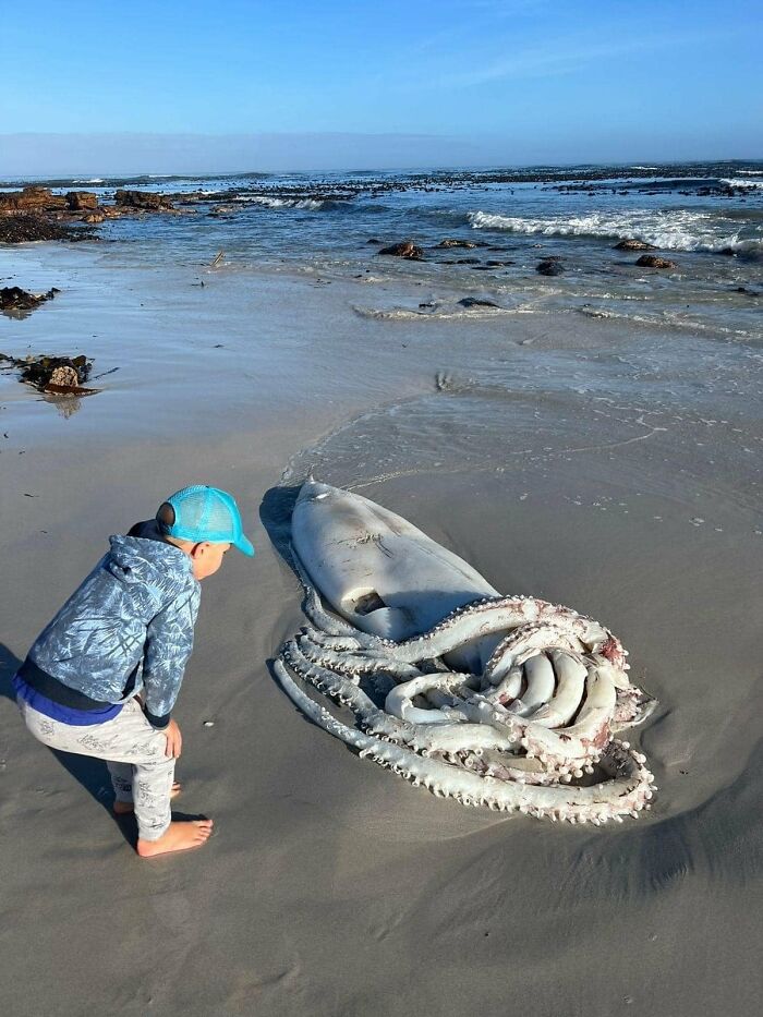 This Giant Squid Washed Up On The Beach At Kommetjie, South Africa, During The Night. The Museum Is Busy Collecting It Now