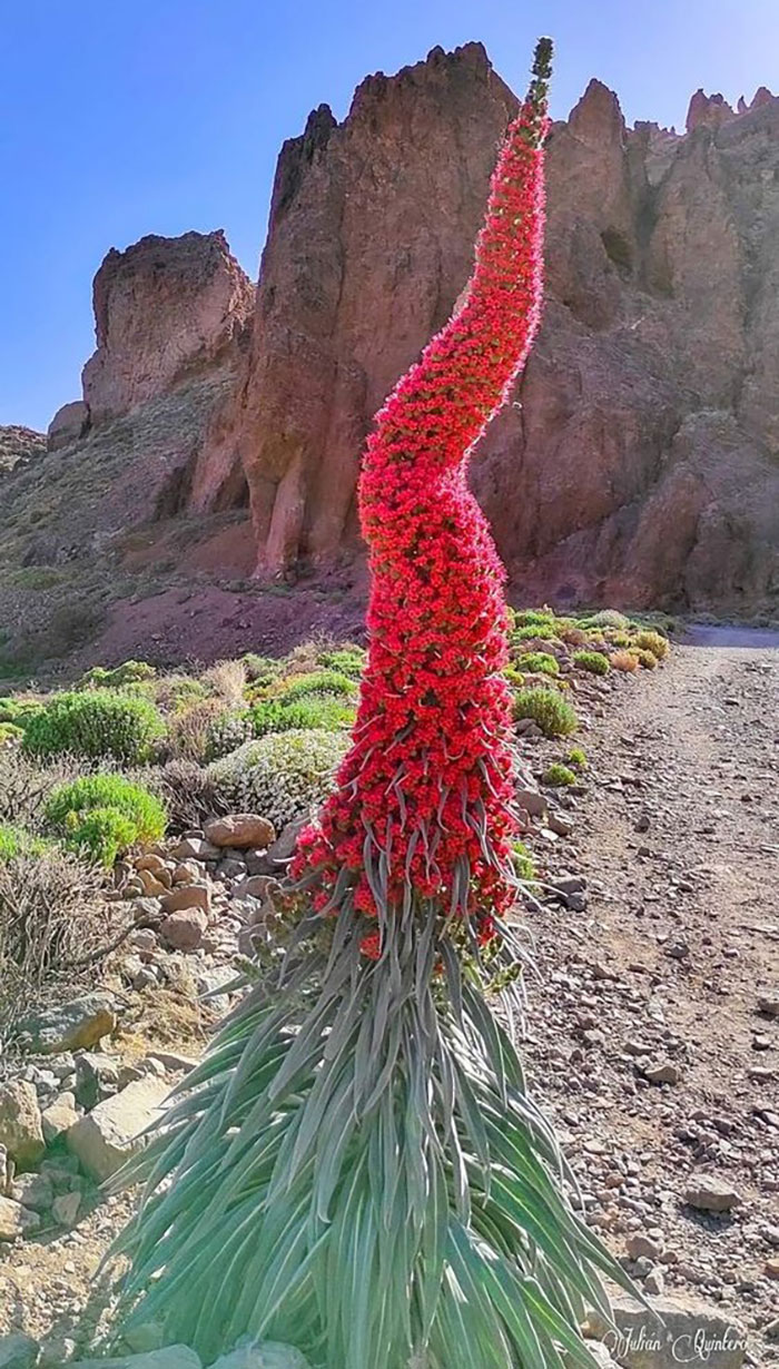 The Stunning Echium Wildpretii, Also Known As Tower Of Jewels!