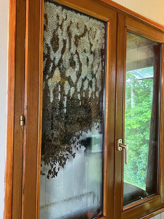 Así que algunas abejas decidieron hacer una colmena entre la ventana y las persianas