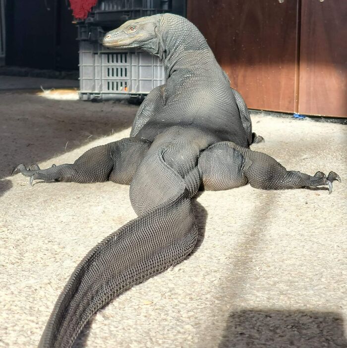 This Is Betty, Black Dragon Awm "Asian Water Monitors". Wow. Thanks To The Owner Katie Bruce For The Photo And The Infos!