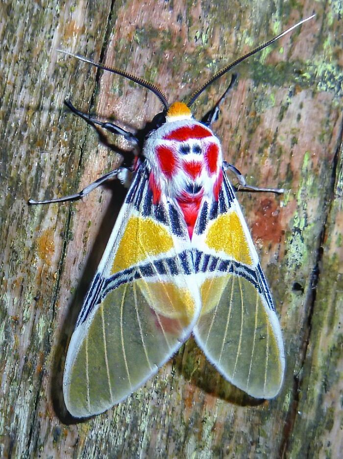 Tiger Moth With A Clown Face (Idalus Herois). It Is Found In Mexico, Venezuela And Brazil