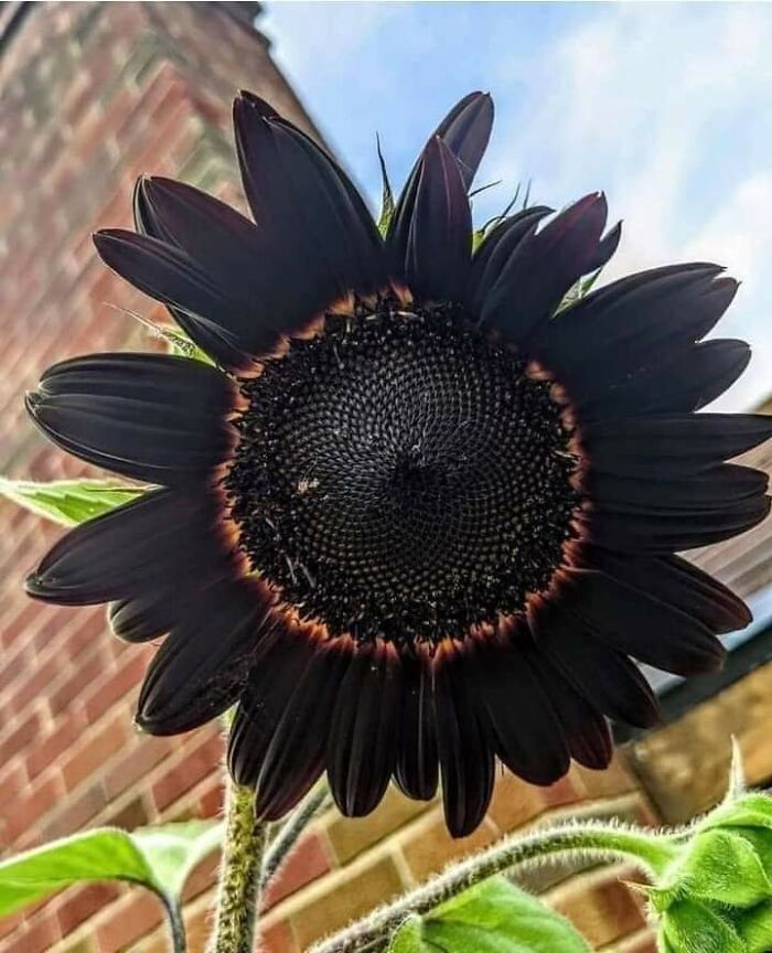 Stunning Black Beauty Sunflower!