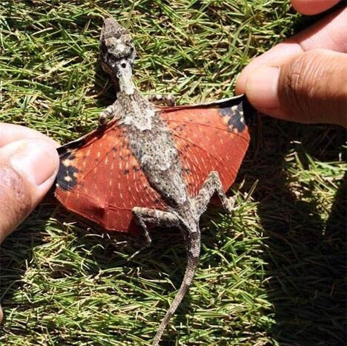 ¡Un dragón de la vida real! El lagarto planeador de cinco bandas tiene costillas modificadas que se extienden en una membrana de ala