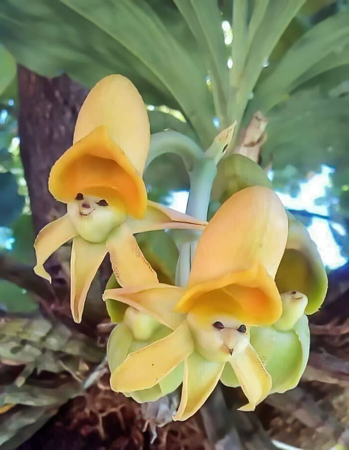 Stunning Catasetum "Epiphytic Orchids". How Adorable!