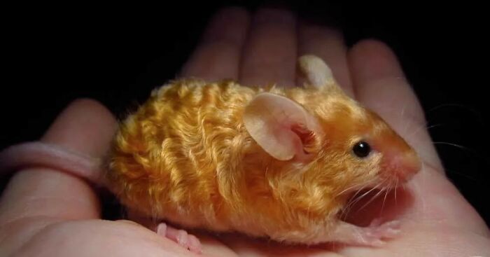 Un ratón de pelo dorado ondulado