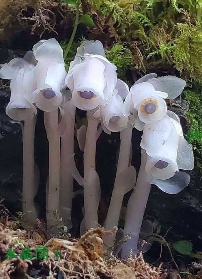 Indian Pipe - This Fascinating Plant (Monotropa Uniflora)