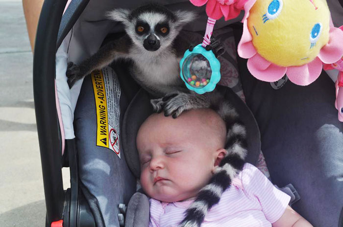 Mi amiga tenía a sus hijas en un zoológico cuando escuchó: "Señora, hay un lémur sobre su bebé"