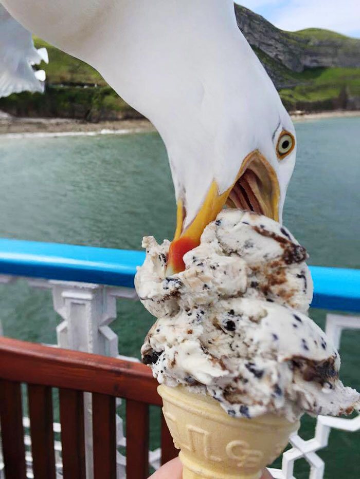 I Tried To Take A Photo Of My Ice Cream. Greedy Seagull Photobombed It
