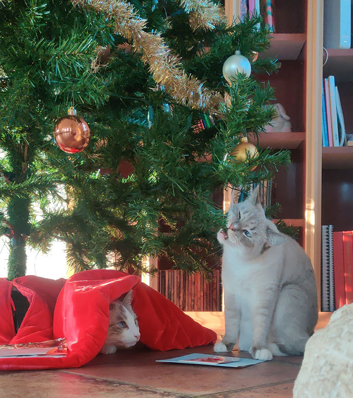 Two Cats And A Christmas Tree. A One Picture Story