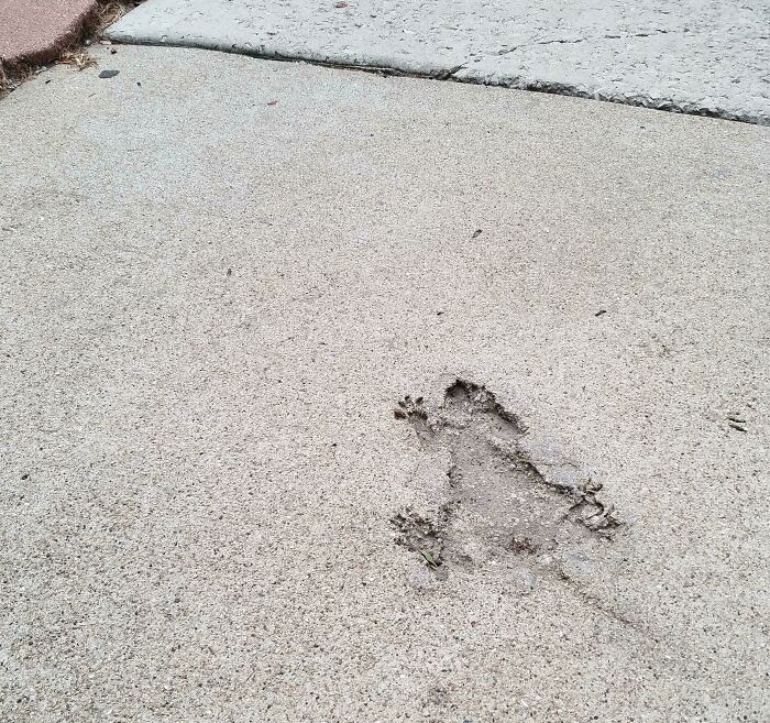 A Squirrel Fell Into Some Wet Concrete And Left This Imprint