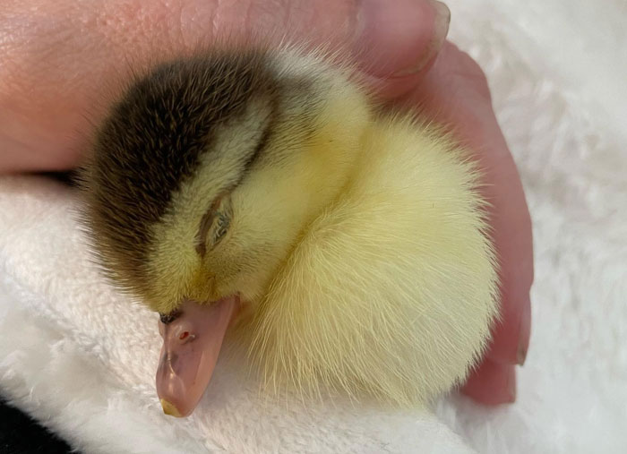 Woman Saves A Baby Duck Abandoned By Her Clutch, Raises Her As A Wonderful Rescue Pet