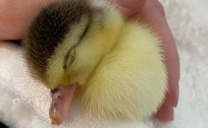 Baby Duck Was Abandoned As It Was Still Hatching, And This Woman Just Wouldn't Let That Fly, So She Adopted It
