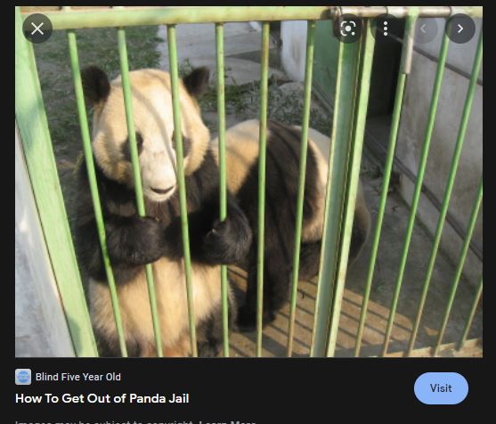 panda-jail-627e897a0cd4e.jpg