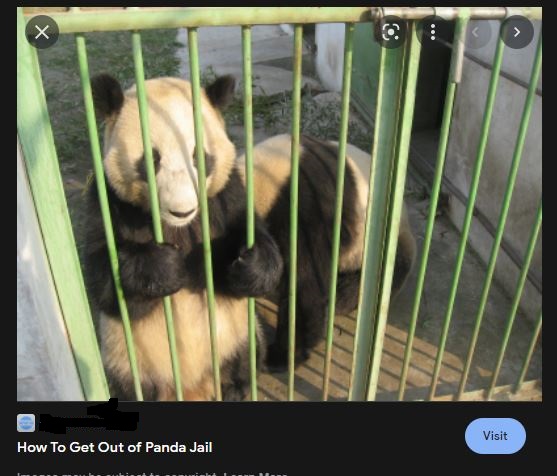 panda-jail-6294fe70a844c.jpg
