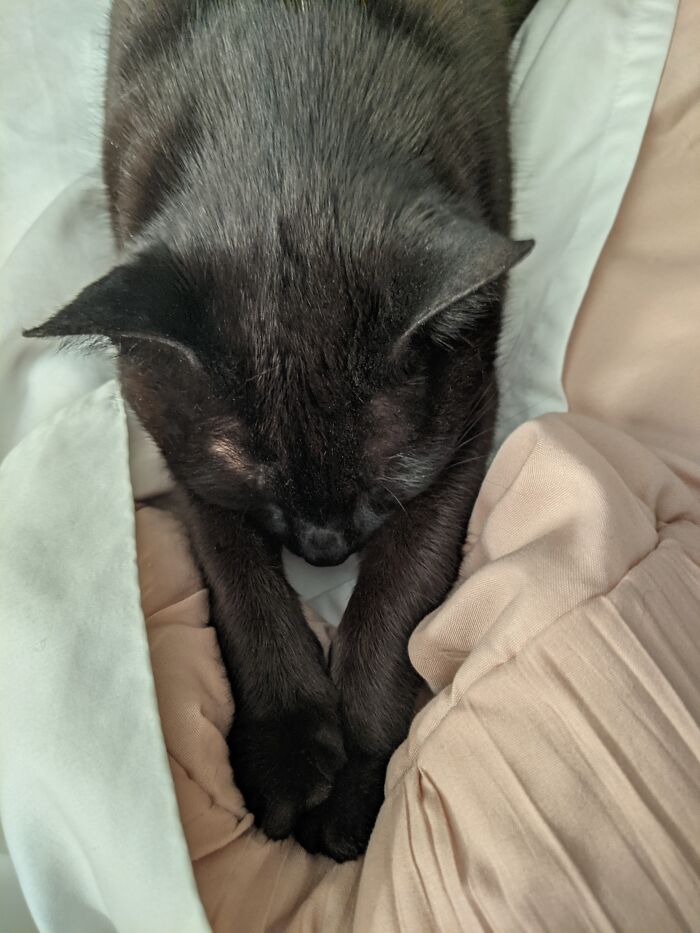 Caviar Presents The Paws