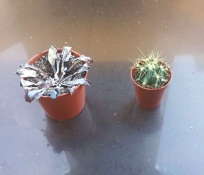 There Are Two Types Of People Growing Succulents