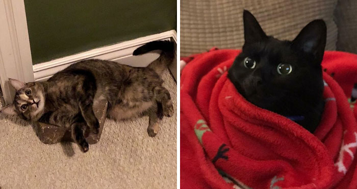 50 Times Cats Made Their Owners Wonder “What’s Wrong With My Cat”