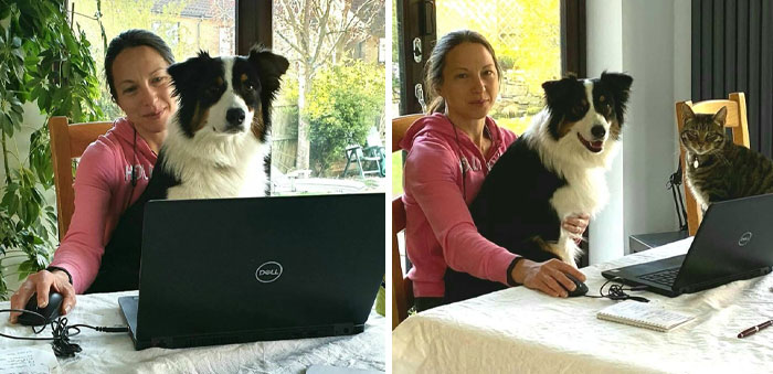 Working From Home Has It's Challenges, Especially When The Dog Wants To Get The Cat's Prime Spot. He's Not Impressed