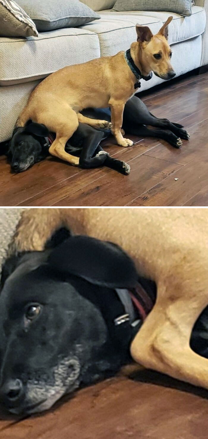 New Puppy Doesn't Understand Personal Space