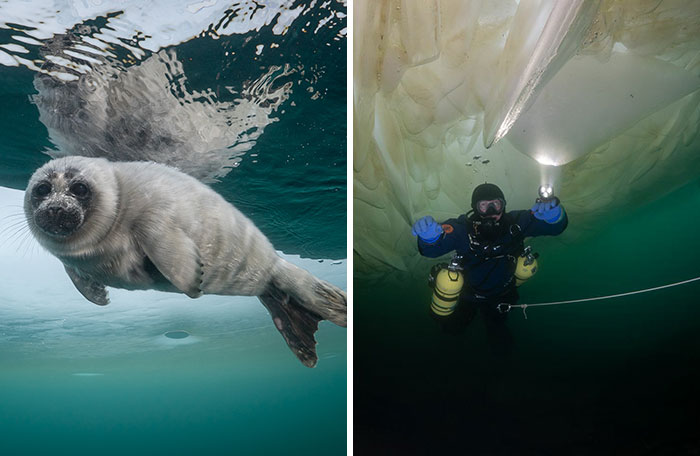 Beneath The Ice: I Took Underwater Shots Of Lake Baikal’s Seals (16 Pics)