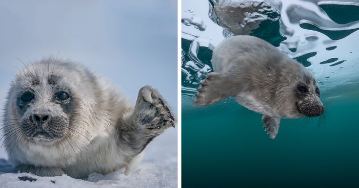 I Traveled To Lake Baikal With A Goal To Find And Photograph Seals, Locally Known As Nerpas, Underwater (16 Pics)