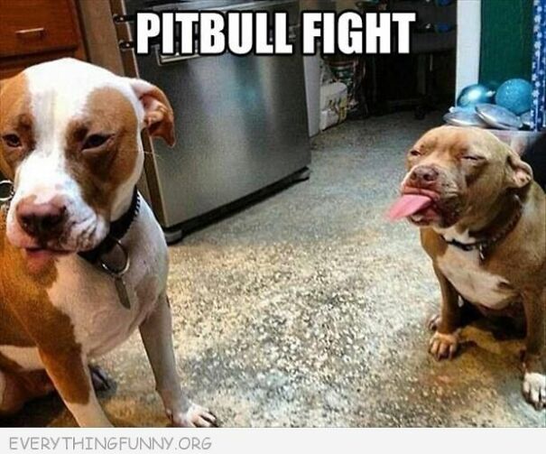 pitbull-fight-627b94ef6414c.jpg