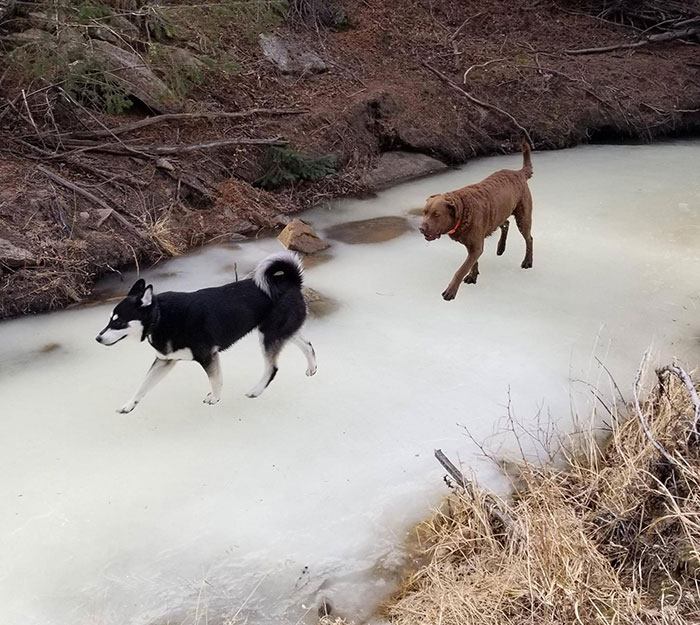 My Sisters' Dogs Look Photoshopped Into This Photo