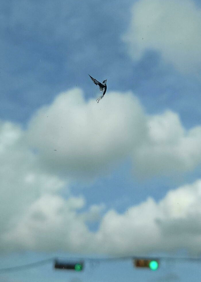 A Rock Created Bird Shaped Window Art On My Car