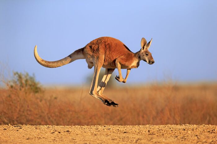 Kangaroo (Australia)