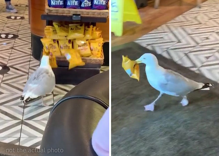 “Oh, He Likes Those”: Tesco’s Staff Have Given Up Trying To Stop Steven The Seagull From Stealing Any More Crisps