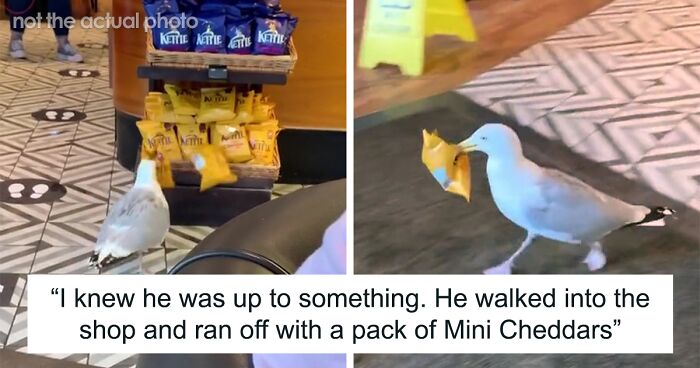 “Oh, He Likes Those”: Tesco’s Staff Have Given Up Trying To Stop Steven The Seagull From Stealing Any More Crisps