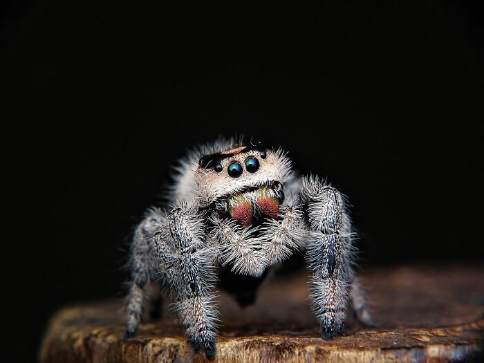 Cute Little Spider