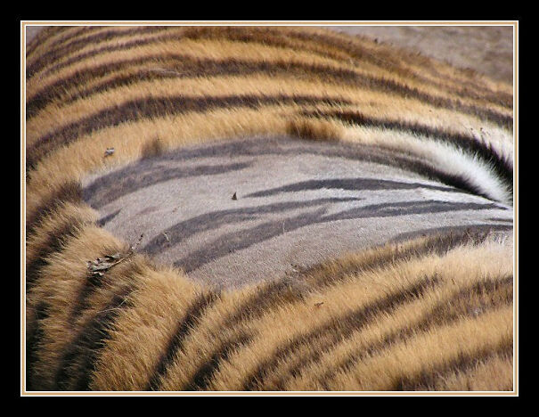 tiger_skin-6274163478165.jpg
