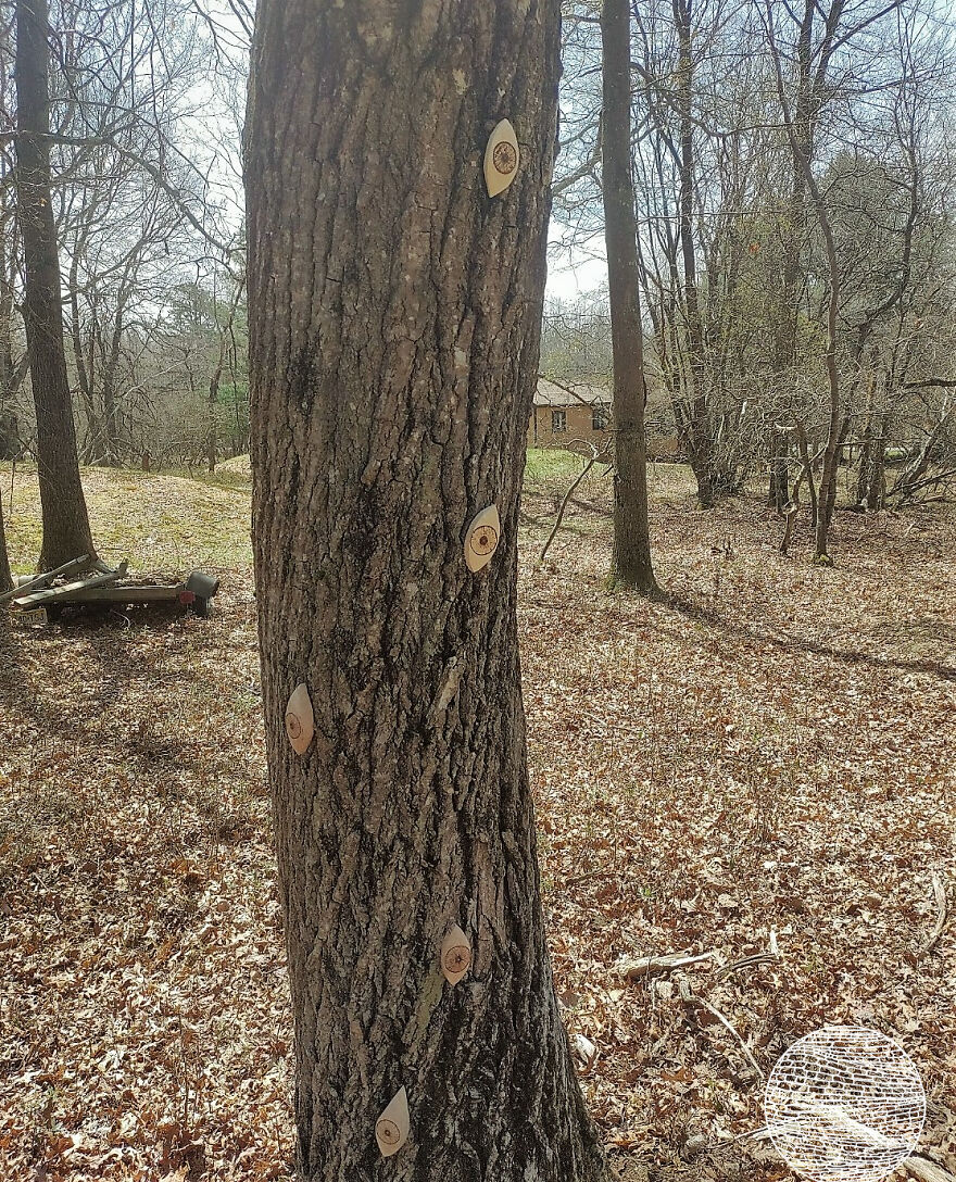 I Often See Eye-Like Patterns In Tree Bark, So I Hand Carved These Eyes From Oak