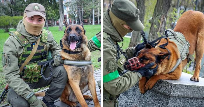 Dog Abandoned By Russian Troops Finds New Owners Within The Ukrainian Army