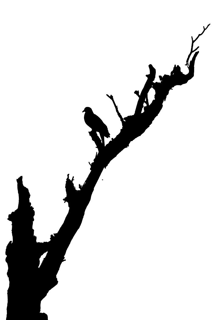 A Dove On A Tree In Japan. (Edited Photography)