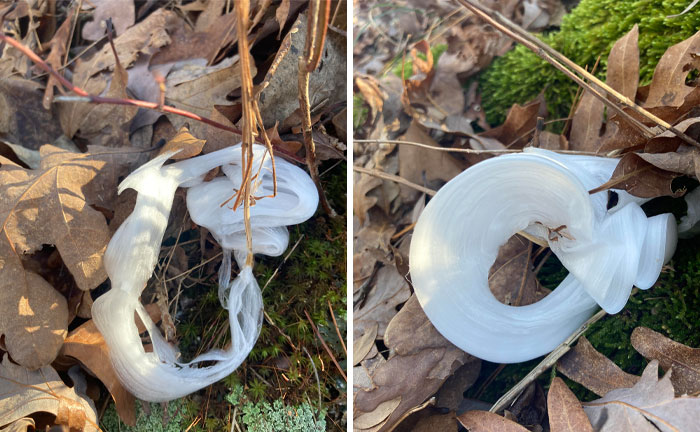 What Is This Ice Phenomenon I Found On The Forest Floor Today?