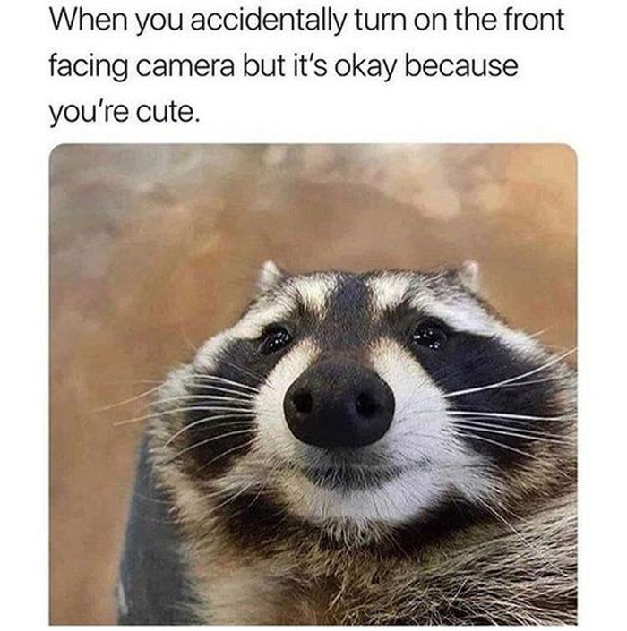 Wholesome-Memes-Funny