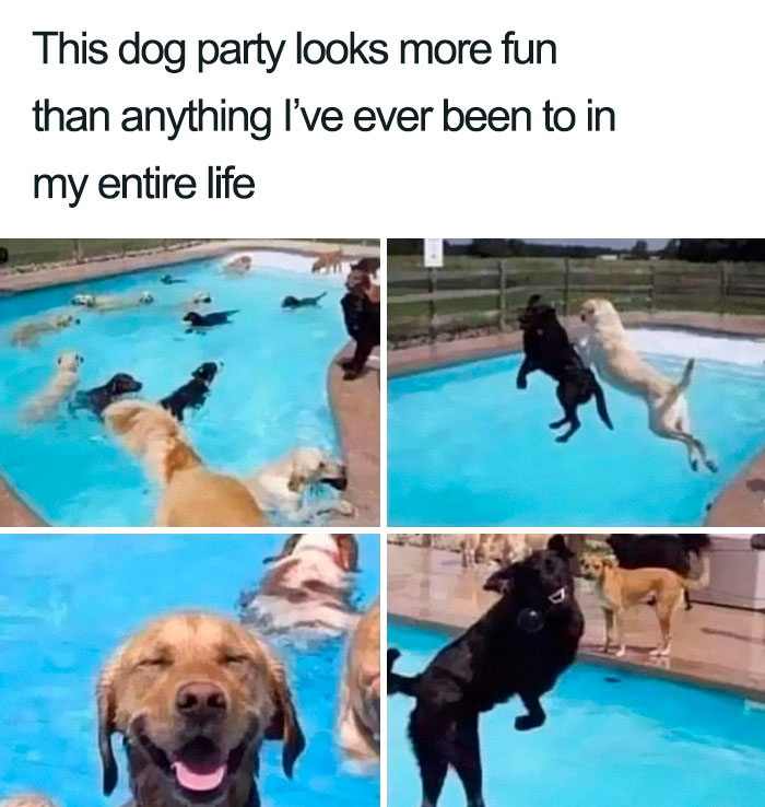 Wholesome-Memes-Funny