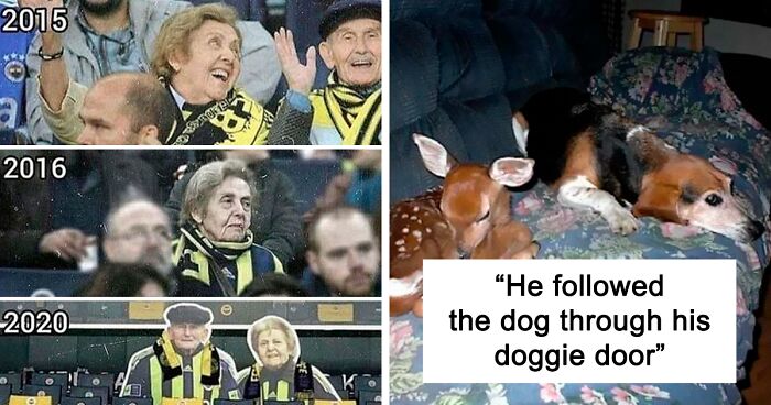 50 Wholesome Memes That Remind Us The World Isn’t All Bad