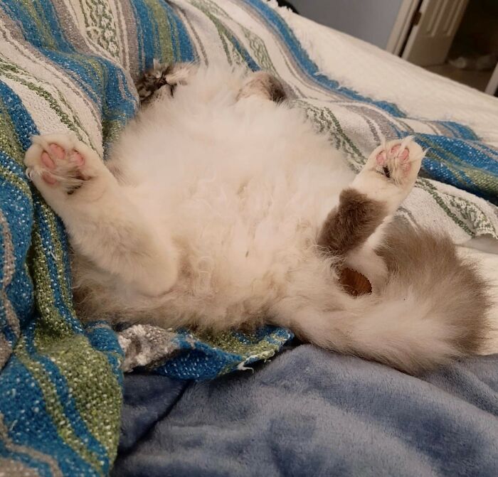 My Cat Yuki's Funny 'Sleeps'