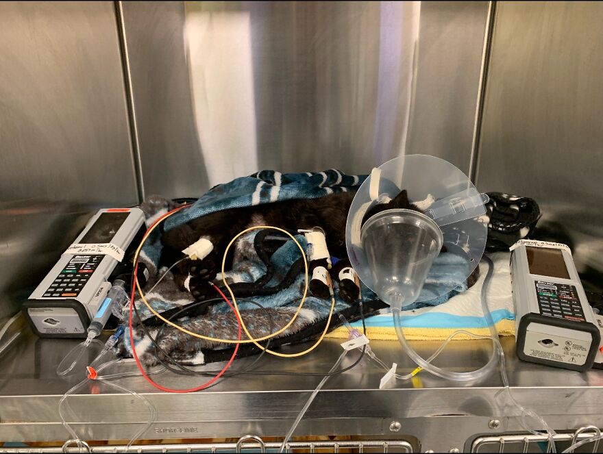 Cat Gets Attacked By Two Dogs, Survives, And Finds His Forever Home With The Veterinarian Who Saved Him