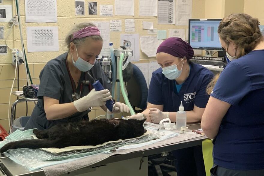 Cat Gets Attacked By Two Dogs, Survives, And Finds His Forever Home With The Veterinarian Who Saved Him
