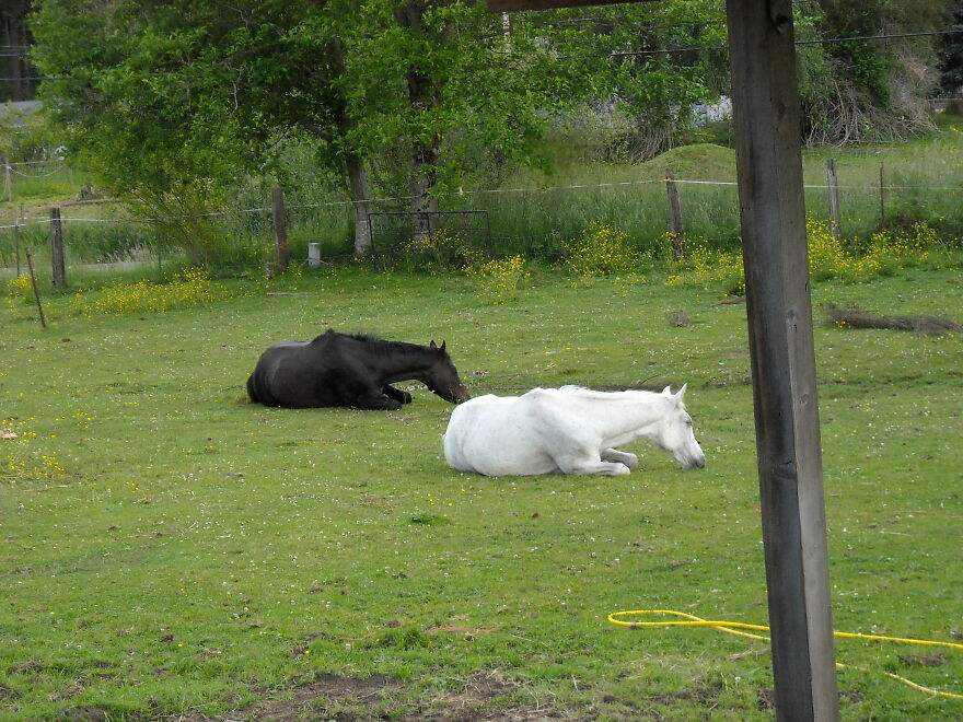 When Rescues Find Peace